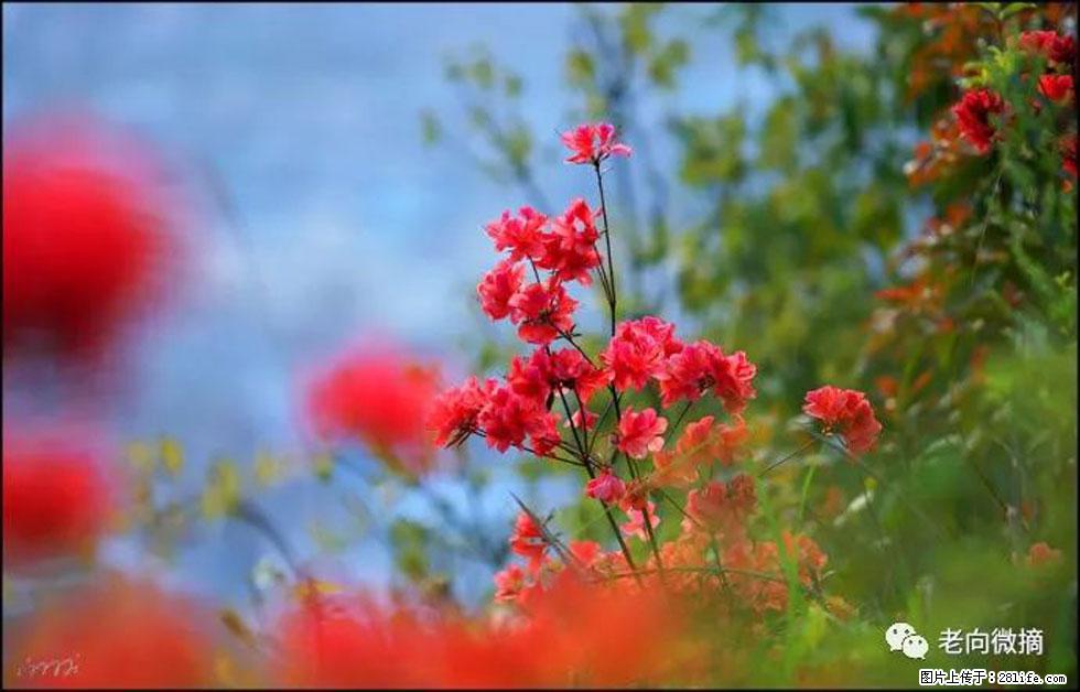 【春天,广西桂林灌阳县向您发出邀请!】登麒麟山,相约映山红 - 游山玩水 - 五家渠生活社区 - 五家渠28生活网 wjq.28life.com