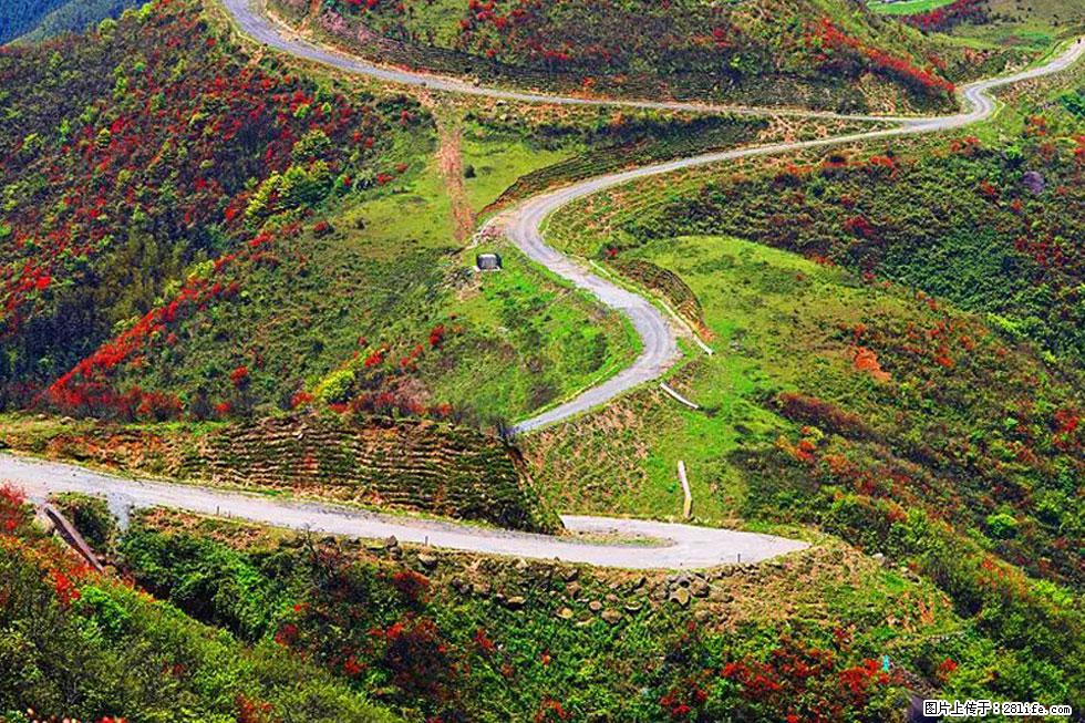 【春天,广西桂林灌阳县向您发出邀请!】春木界上映山红 - 游山玩水 - 五家渠生活社区 - 五家渠28生活网 wjq.28life.com