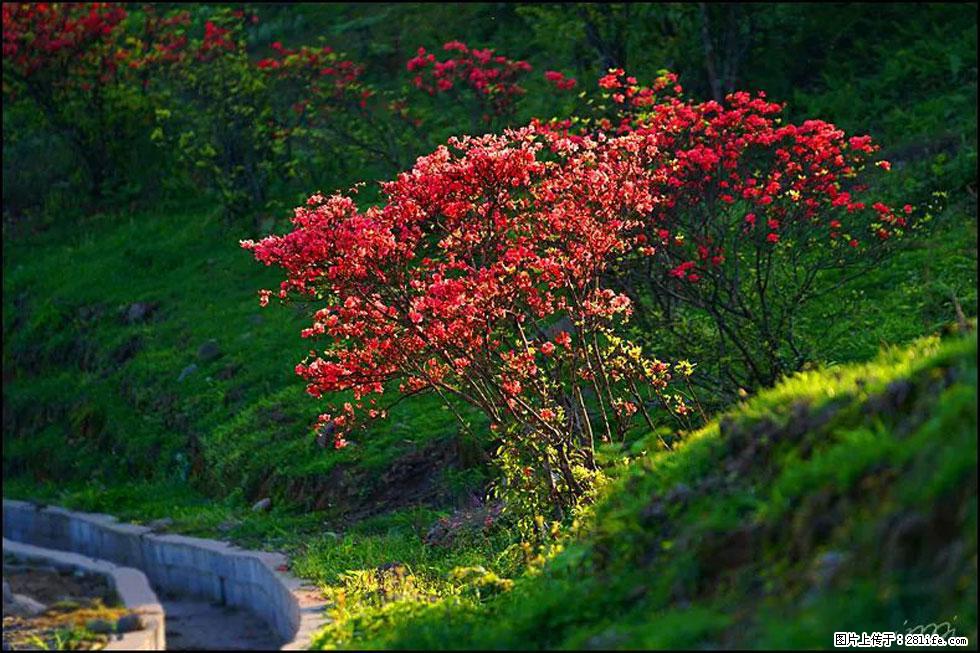 【春天,广西桂林灌阳县向您发出邀请!】春木界上映山红 - 游山玩水 - 五家渠生活社区 - 五家渠28生活网 wjq.28life.com