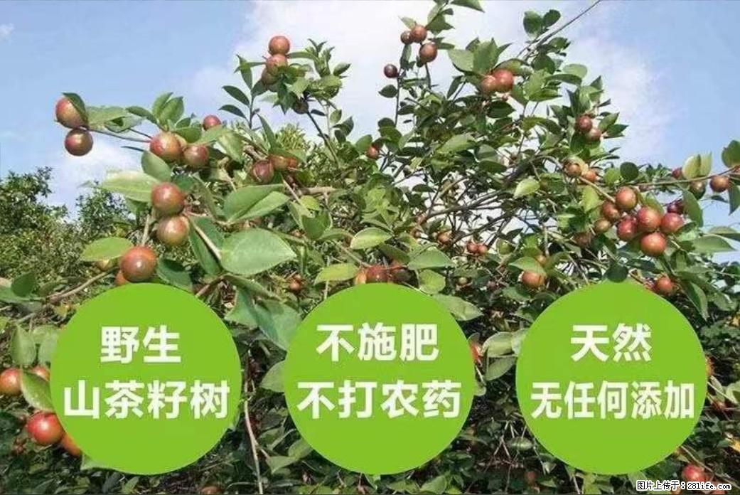 【灌阳县油茶产业示范区】一个有着充实的精神生活的人,对待身外之物自会有一种淡泊的态度 - 美食天地 - 五家渠生活社区 - 五家渠28生活网 wjq.28life.com