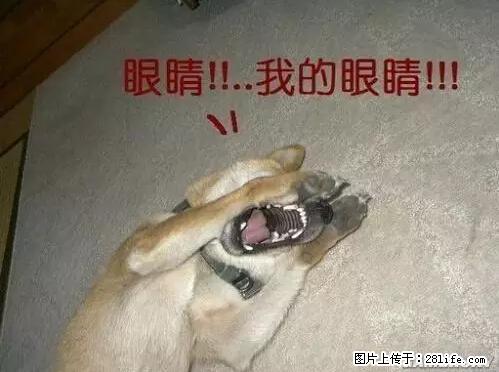 笑癫了!一女的怀孕三年未生,他终于忍不住了... - 娱乐八卦 - 五家渠生活社区 - 五家渠28生活网 wjq.28life.com