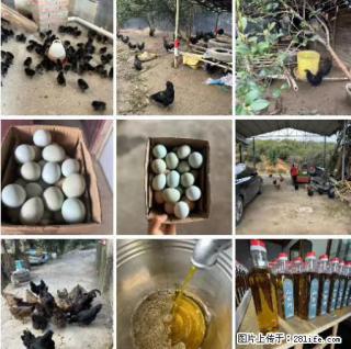 油茶园从小鸡仔开始养起的纯土鸡、土鸡蛋可以预定啦！还有前几天刚榨的纯山茶油哦 - 五家渠28生活网 wjq.28life.com