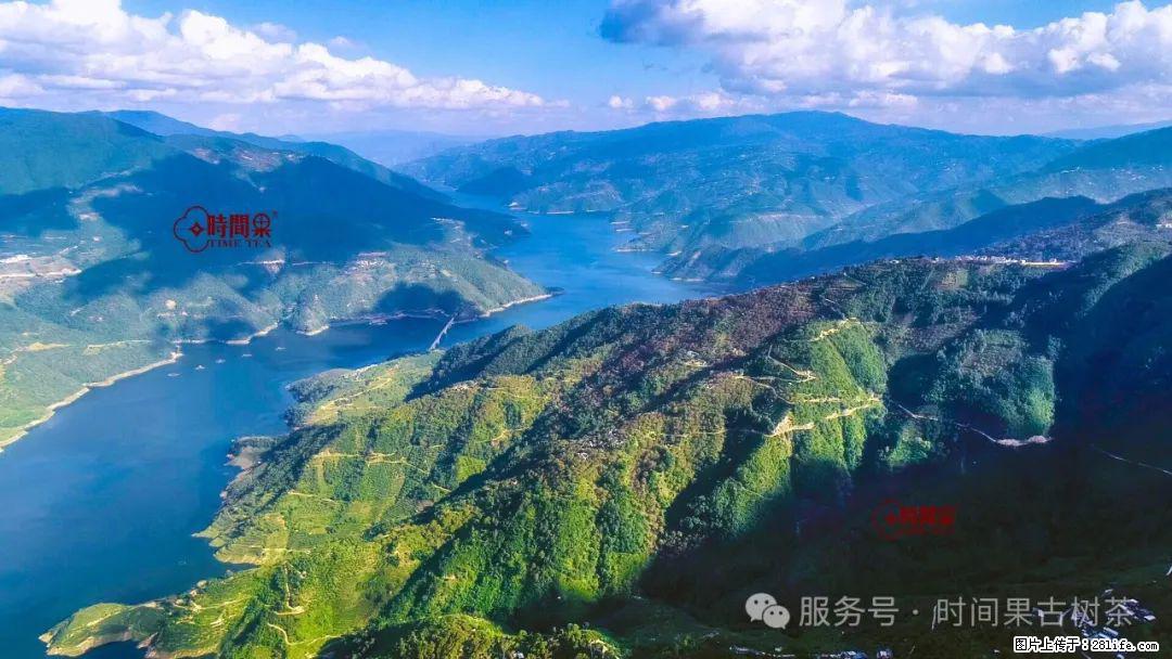 时间果百年古树龙珠普洱生茶 - 购物交流 - 五家渠生活社区 - 五家渠28生活网 wjq.28life.com