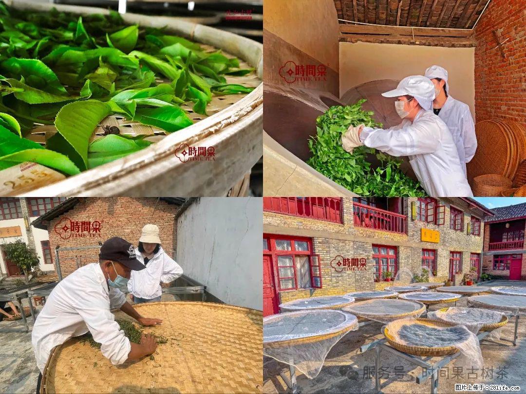 时间果百年古树龙珠普洱生茶 - 购物交流 - 五家渠生活社区 - 五家渠28生活网 wjq.28life.com
