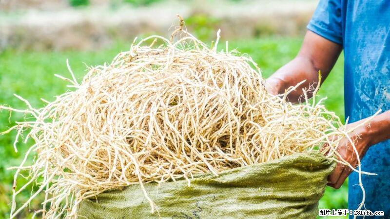 堪称“最难吃”的蔬菜,却是 “抗辐射神器”,还能护肺、清热、止咳化痰! - 五家渠生活资讯 - 五家渠28生活网 wjq.28life.com