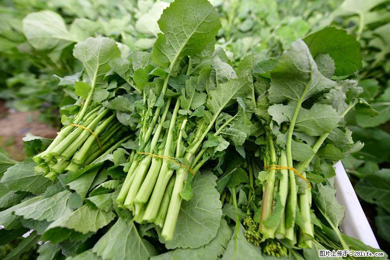 这些蔬菜是“天然钙片”，这6种被医生重点推荐 - 五家渠生活资讯 - 五家渠28生活网 wjq.28life.com